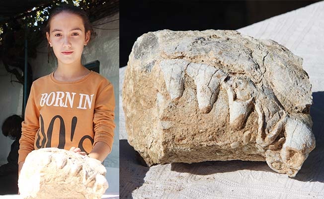Küçük kızın bulduğu fosil müze tarafından alındı