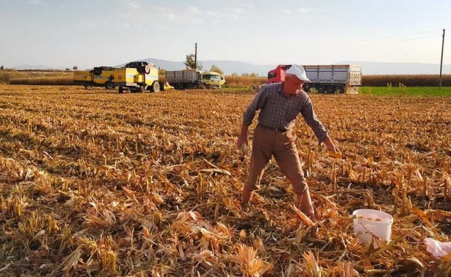 Mısır başağı çiftçilere ikinci gelir kaynağı oldu