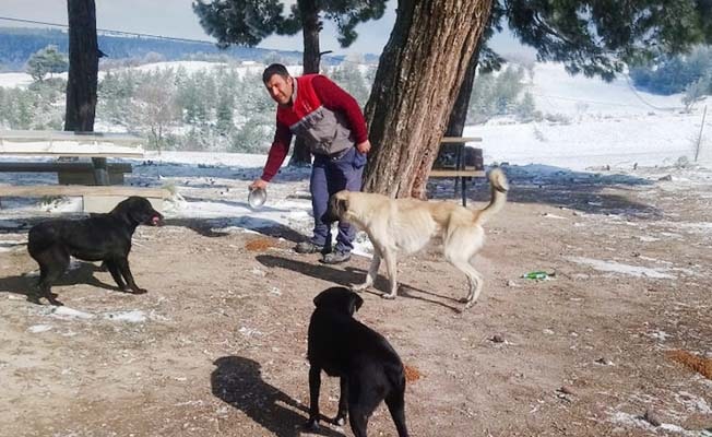 Buldan Belediyesi ekipleri sokak hayvanlarını besledi