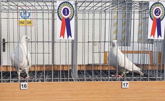 Güzellikleriyle dikkat çeken 110 güvercin yarışmada yoğun ilgi gördü