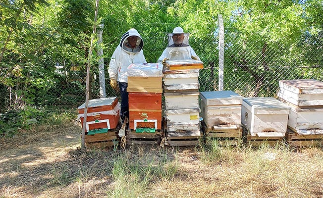 Havalar geç ısınınca arıların oğul dönemi Temmuz’a kaydı