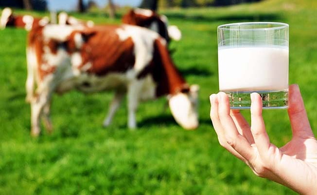 Çiğ süt destekleme ödemesi yatırılmaya başladı