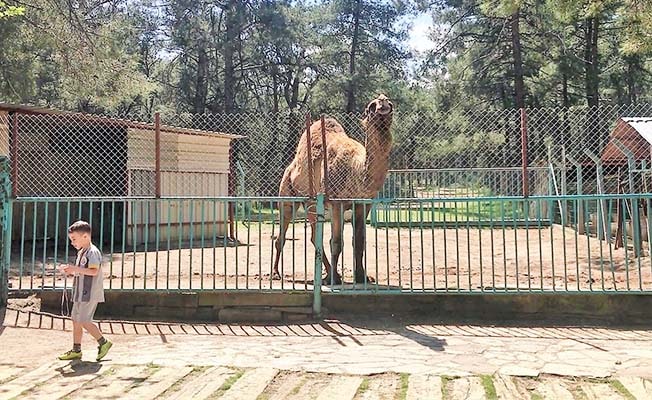 Faciadan dönülen hayvanat bahçesinde önlemler artırıldı