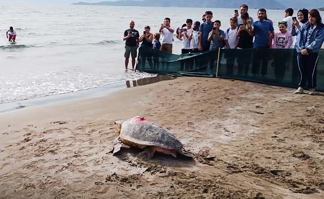 Güneş panelli ilk cihaz ‘Türkiye 100’ isimli deniz kaplumbağasına takıldı