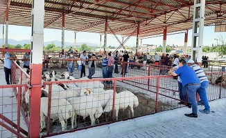 Çal'da Canlı Hayvan Pazarı hizmete açıldı