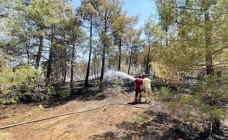 Ormanlık alanda çıkan yangında 2 hektar alan kül oldu