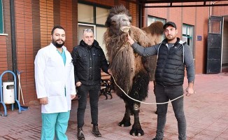Katarak olan deve ameliyatla sağlığına kavuştu
