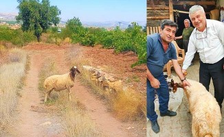 Sürüden ayrılıp kaybolan koyunu tarım görevlileri buldu