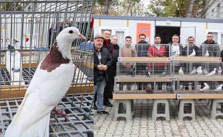 2022’nin en güzel dolapçı güvercinleri yarışmayla belirlendi