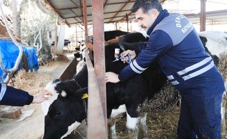 Pamukkale Belediyesi 60 Bin hayvanı aşılamaya başladı