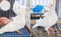 Azman güvercinleri güzelliğiyle yarıştı